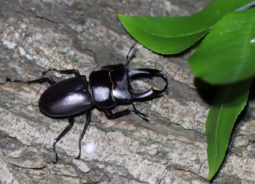 コクワガタ♂_枝先のヤナギ-ヤナギ林_2023年4月28日19時30分 気温18度